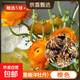 進(jìn)口花毛茛種球重瓣芹葉洋牡丹種根室內室外四季易活花卉盆栽種根 重瓣橙色[精選5球]+肥 周長(cháng)8-9cm