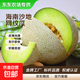 【東東農場(chǎng)專(zhuān)供】冰淇淋口感網(wǎng)紋蜜瓜新鮮采摘應季水果 網(wǎng)紋瓜帶箱1.5-2斤