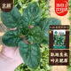 北蔬菠菜種子苗老品種耐寒小葉大葉紅根春季菜籽 趴地香菠菜種子20g
