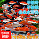 日本純種進(jìn)口賽級錦鯉大型冷水好養觀(guān)賞魚(yú)苗黑金紅白孔雀錦鯉活魚(yú) 4-6cm草金一條 21-25部