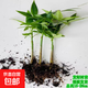 發(fā)財樹(shù) 原生種苗種子 室內盆栽植物 單桿水培綠植五福奇趣招財樹(shù) 【可以長(cháng)高長(cháng)大】原生發(fā)財樹(shù)【3株苗】不含盆送肥料