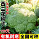 稻田伙伴西蘭花種子120天春秋冬季播種家庭園藝陽(yáng)臺種植蔬菜種子發(fā)芽包賠 120天西蘭花種子 300粒