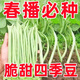 稻田伙伴無(wú)架四季豆種子地豆蕓豆豇豆種不搭架無(wú)筋春季陽(yáng)臺菜豆蔬菜種子 無(wú)架四季豆種子25粒(試種)