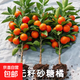 正宗無(wú)籽砂糖橘樹(shù)苗蜜桔超甜度盆栽室內沙糖桔嫁接枝條各種果樹(shù)苗 砂糖橘8年苗【1顆】當年結果爆滿(mǎn)