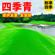 譽(yù)滿(mǎn)園 草籽草坪種子四季青免修剪狗牙根護坡固土綠化草皮高羊茅黑麥草 混播四季青草種1斤【復綠發(fā)芽快】
