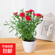 康乃馨盆栽帶花苞四季花卉室內花陽(yáng)臺石竹觀(guān)花植物好養綠植大花苗 大紅色康乃馨+白色吸水盆 帶花苞發(fā)貨