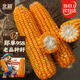 北蔬 玉米種子苗大棒抗旱抗倒大田飼料苞米種籽 鄭單958玉米種子500g