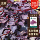 北蔬 紫蘇種子苗全紫可食用大葉蘇子葉四季蔬菜種籽 全紫紫蘇種子20g