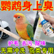 牡丹玄風(fēng)虎皮鸚鵡洗澡清潔免洗噴霧體外驅蟲(chóng)噴霧劑用品新免洗噴霧 單盒裝