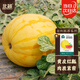 北蔬 金玲瓏西瓜種子種苗黃皮紅肉西瓜水果種籽 金玲瓏西瓜種子約20粒