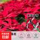 一品紅盆栽圣誕花庭院陽(yáng)臺花卉植物室內花好養活四季客廳面綠植 【好事成雙】一品紅2盆(原盆) 帶盆栽好