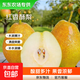 紅香酥梨脆甜可口鮮嫩多汁果園現摘產(chǎn)地直發(fā)鮮果 帶箱9斤中大果（凈重8.2斤+）
