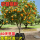 翩然正宗沙糖桔子樹(shù)苗室內外庭院砂糖橘無(wú)核無(wú)籽嫁接橘子苗柑橘果樹(shù)苗 【砂糖橘】丨季節不同狀態(tài)不同 (1cm粗高90cm左右)丨帶土球
