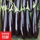 山東農家綠把紫皮長(cháng)茄現摘現發(fā)新鮮嫩茄蔬菜生鮮 現摘新鮮茄子 5斤 凈重