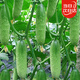 北蔬水果黃瓜種子苗甜脆四季蔬菜種籽 濰胖二號水果黃瓜種子100粒x2包