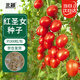 北蔬 小番茄種子苗水果西紅柿家庭種籽 卓脆薩蘭娜紅圣女果種子300粒
