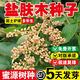 水潤雨花鹽膚木種子 蜜源樹(shù)種子別名五倍子種子林木苗木種子鹽膚木樹(shù)種子 鹽膚木種子250克