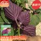 壽禾 食用紫妃紫蘇種子大葉全紫蘇子菜秧四季冬春季蔬菜香草籽種 雙色紫蘇種子25g（約6200粒）