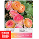 四季開(kāi)花薔薇花苗多花月季花苗特大花大苗濃香型爬藤攀援植物歐月 詹森1-1.3米左右【精選大苗】