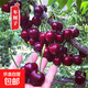 車(chē)厘子樹(shù)苗櫻桃樹(shù)苖南方北方四季種植盆栽庭院果樹(shù)櫻桃樹(shù)大櫻桃苗 智利車(chē)厘子6年大苗帶分支【當年結果 】 81cm(含)-110cm(含)