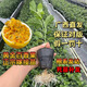 百香果苗欽蜜廣西純甜黃金樹(shù)苗庭院盆栽種植當年結果帶土四季 2顆欽蜜黃金百香果（純甜無(wú)酸） 30-40cm