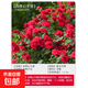 四季開(kāi)花薔薇花苗多花月季花苗特大花大苗濃香型爬藤攀援植物歐月 四季紅1-1.3米左右【精選大苗】