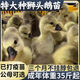 霖畔潮汕正宗獅頭鵝苗純種一斤脫溫特大種汕頭澄海獅頭鵝苗活體成年幼苗 買(mǎi)3送1~發(fā)4只【每只1斤左右】