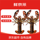 鮮京采【?；睢旷r活波士頓龍蝦800-1000g/2只 ?；畹郊?源頭直發(fā)