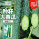 菜禾地大黃瓜種子苗壽光綠心黃瓜春季種植蔬菜種籽 綠芯大黃瓜種子200粒