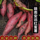 鹿悠列紅安紅薯胖東來(lái)同款贛南安遠紅蜜薯粉糯香甜無(wú)絲番薯紅心地瓜板栗 5斤贛南紅蜜薯【中大果】 2025贛南安遠紅蜜薯  粉糯香甜