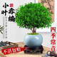 JCZS小葉赤楠老樁樹(shù)苗紫檀微景觀(guān)辦公室四季好養金絲楠木盆栽桌面綠植 精品小葉赤楠+原生盆 帶盆