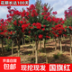 美國紅火箭紫薇苗川紅紫薇國旗紅紫薇花樹(shù)苗叢生紫薇樹(shù)苗耐寒耐熱 5公分粗【1.5-1.6米高】品種備注帶土發(fā)貨