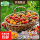 新鮮現摘黃金千禧圣女果水果櫻桃小番茄西紅柿直播間輕食沙拉必備 多彩圣女果（紅黃綠迷彩） 4斤 含箱 好吃不貴-不甜包退