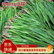 鳳鳴雅世 小細韭菜種子紅根紫根韭菜種籽獨根紅韭春季紫根韭菜籽種孑菜籽 海韭6號紫根韭菜種子200克*4袋