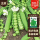 北蔬 豌豆種子種苗大莢甜脆青豆蔬菜種籽 長(cháng)壽甜豌豆種子50g約190粒