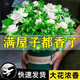 SWSR梔子花盆栽花卉植物室內綠蘿籮陽(yáng)臺水培綠植茉莉花四季好養九里香 90#梔子花花期帶花苞(原盆土)+營(yíng)養液【促銷(xiāo)特惠 含盆
