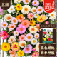 北蔬 太陽(yáng)花種子重瓣混色大花四季種花卉花籽 混色太陽(yáng)花種子約10萬(wàn)粒