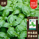 北蔬 綠羅勒種子陽(yáng)臺盆栽可食用大葉九層塔驅蚊香草籽 大葉羅勒種子6g