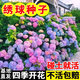 JCZS德國繡球花種子繡球花種籽子四季播種多年生花籽種植庭院易活室外 混色繡球500粒+肥料(買(mǎi)二送一) 裸根不帶土
