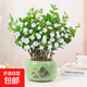 茉莉花盆栽帶花苞樹(shù)苗四季綠植花期超長(cháng)的花卉花茉莉開(kāi)花適合室內 茉莉花盆栽+旭日東升盆