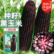 菜禾地黑甜糯玉米種子苗大棒生食耐旱粘孑種籽 三保黑玫瑰玉米種子60g