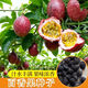稻田伙伴百香果種子春黃金果西番蓮種籽陽(yáng)臺盆栽小院雞蛋果水果種孑四季播 百香果種子10粒