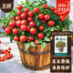 北蔬小番茄種子苗盆栽陽(yáng)臺紅珍珠小西紅柿菜籽 盆栽小番茄種子約70粒