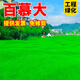 譽(yù)滿(mǎn)園 草籽草坪種子四季青免修剪狗牙根護坡固土綠化草皮高羊茅黑麥草 矮生百慕大耐熱長(cháng)勢快種子1斤【耐熱耐踐踏】