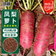 北蔬 水果蘿卜種子鳳梨蘿卜紅心陽(yáng)臺冬春蔬菜種籽 紫美人蘿卜種子20粒