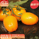 壽禾 圣女果種子小西紅柿小番茄大全溫室大棚冬春四季種菜蔬菜壽光菜 金玲瓏黃圣女果種子 20粒