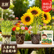北蔬 種植盆栽diy向日葵太陽(yáng)花兒童種植小盆栽套裝 兒童種子小盆栽3套