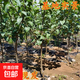 梨樹(shù)果苗嫁接苗翠冠梨樹(shù)豐水梨子樹(shù)當年結果秋月梨樹(shù)苗果樹(shù)帶土 皇冠梨一顆 精品5年苗【1.5厘米粗】