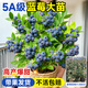 臨雅藍莓樹(shù)果苗盆栽藍梅樹(shù)苗帶大果草莓室內耐寒南北方車(chē)厘子四季結果 【帶果】花香1.5加侖 高≥50cm冠幅≥45cm
