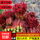 四川頭茬香椿芽新鮮嫩芽當季紅油椿芽椿顛應季蔬菜春芽野生香椿 大竹紅油香椿 凈重1斤